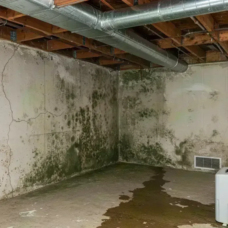 Professional Mold Removal in Polk County, MO